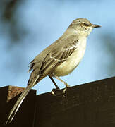 Northern Mockingbird