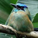 Motmot houtouc