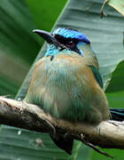 Motmot houtouc