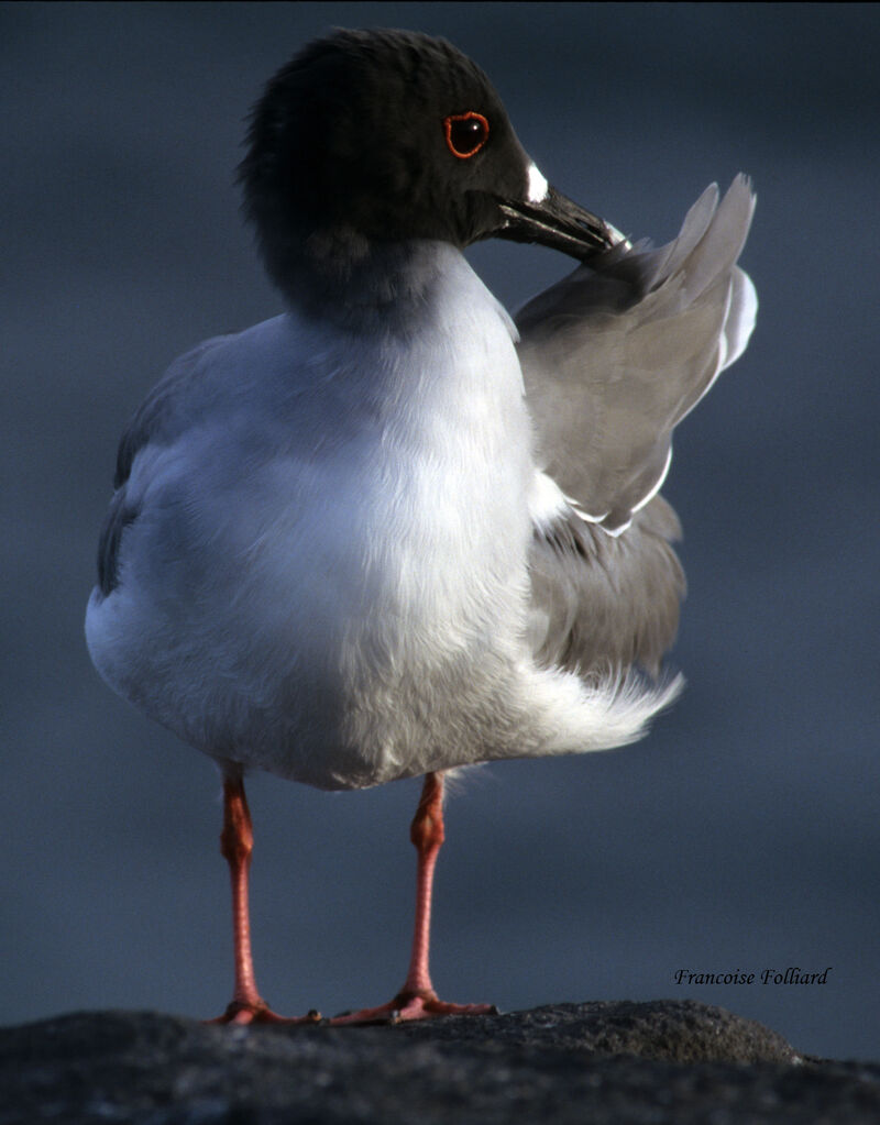 Mouette à queue fourchue, Comportement