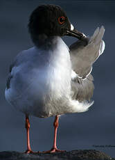 Mouette à queue fourchue