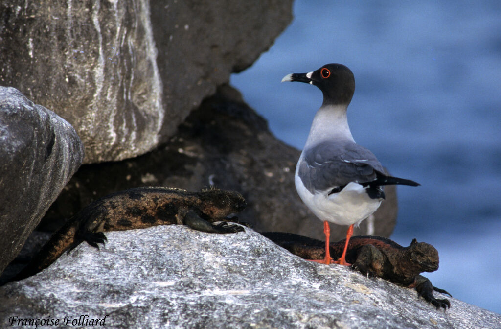 Mouette à queue fourchueadulte, identification