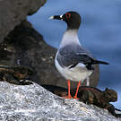 Mouette à queue fourchue