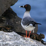 Mouette à queue fourchue