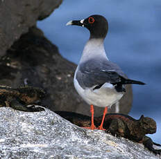 Mouette à queue fourchue