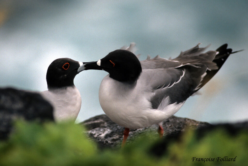 Swallow-tailed Gull , identification, Behaviour