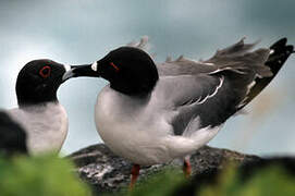 Swallow-tailed Gull