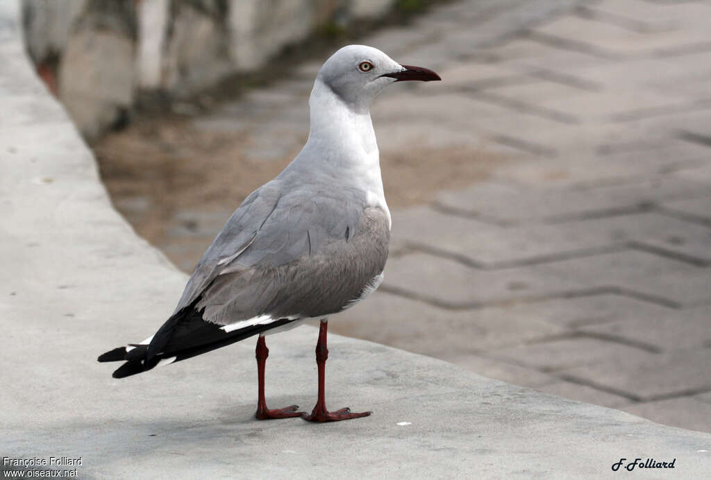 Grey-headed Gulladult transition, identification