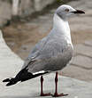 Mouette à tête grise