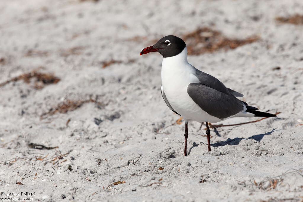 Mouette atricilleadulte nuptial, pigmentation