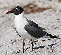 Mouette atricille