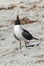 Mouette atricille