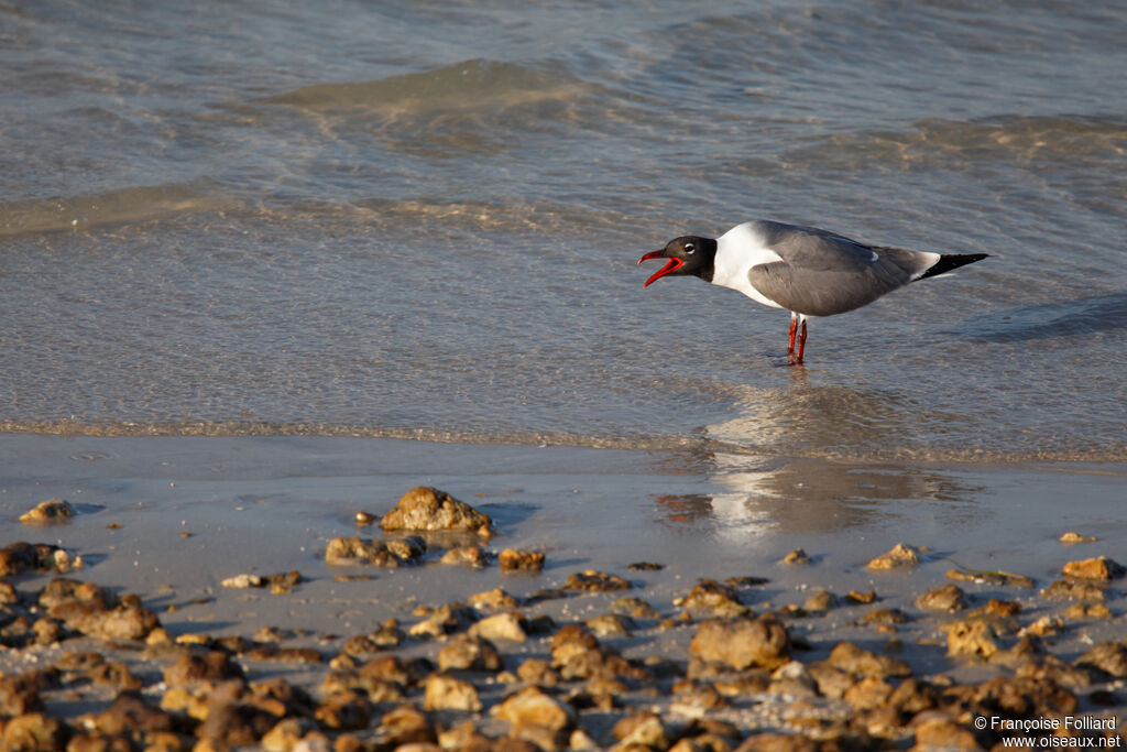 Laughing Gull