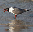 Mouette atricille