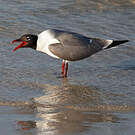 Mouette atricille