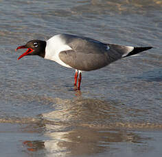 Mouette atricille