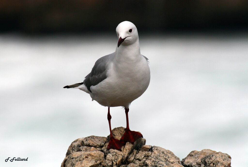 Mouette de Hartlaubadulte, identification