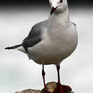 Mouette de Hartlaub
