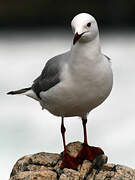 Hartlaub's Gull