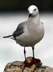 Mouette de Hartlaub