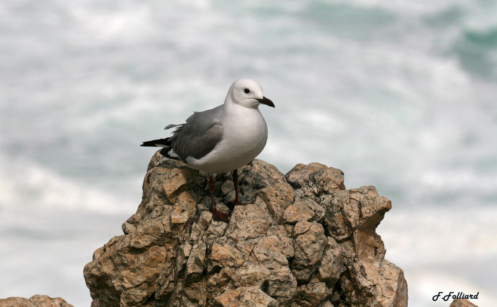 Mouette de Hartlaubadulte, identification