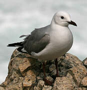 Hartlaub's Gull