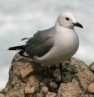 Mouette de Hartlaub