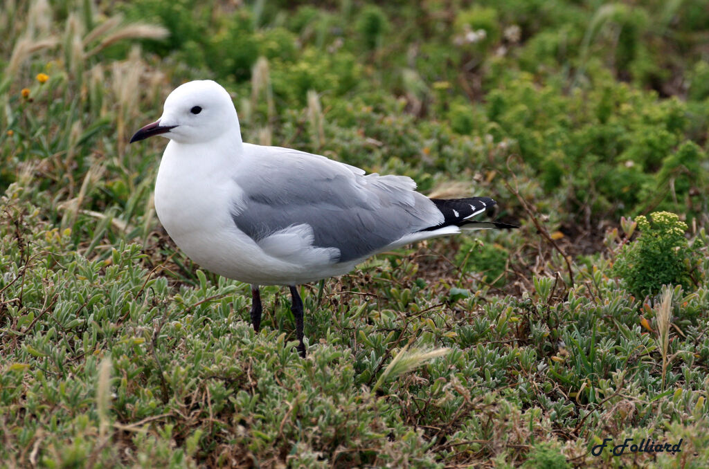 Hartlaub's Gulladult, identification