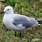Mouette de Hartlaub
