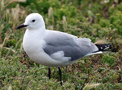 Hartlaub's Gull