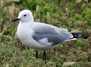 Mouette de Hartlaub