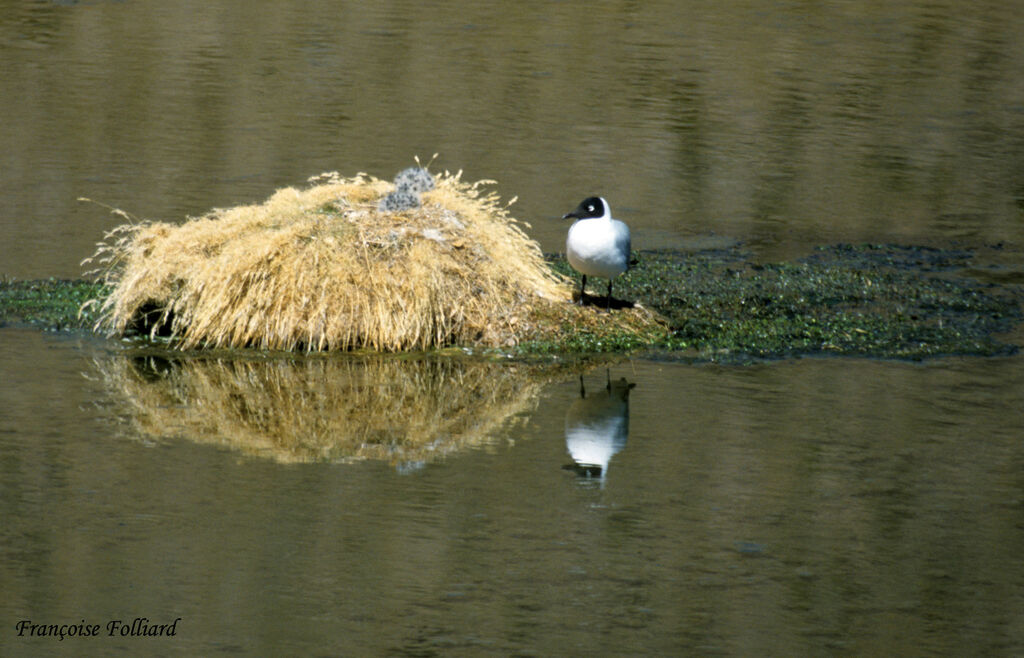 Andean Gulladult, identification, Reproduction-nesting