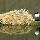 Mouette des Andes