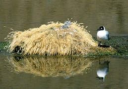 Mouette des Andes