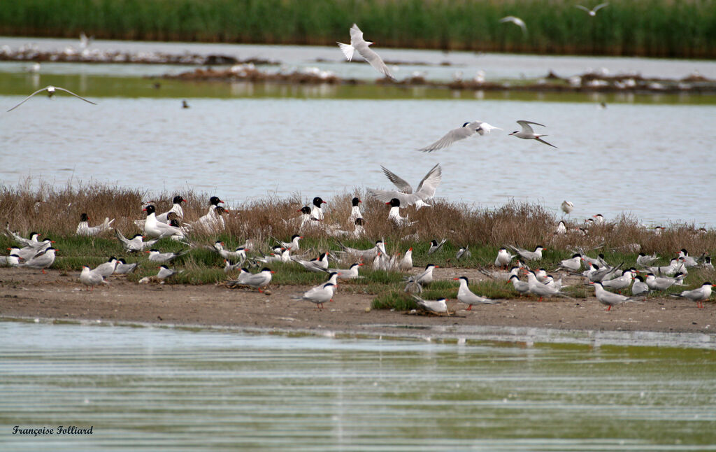 Mediterranean Gull, identification