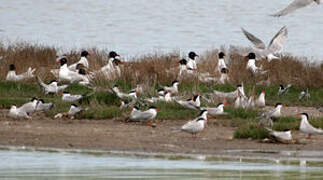 Mediterranean Gull