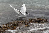 Mouette mélanocéphale