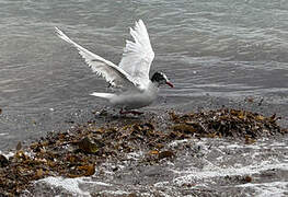 Mouette mélanocéphale