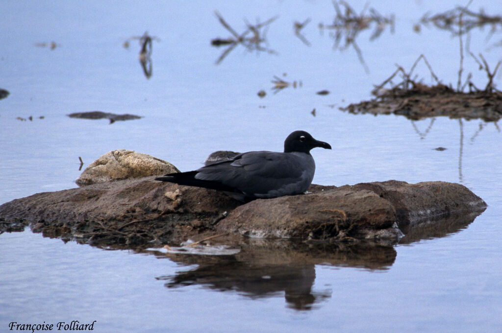 Lava Gulladult, identification