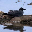 Mouette obscure