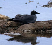 Mouette obscure