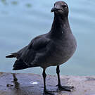 Mouette obscure