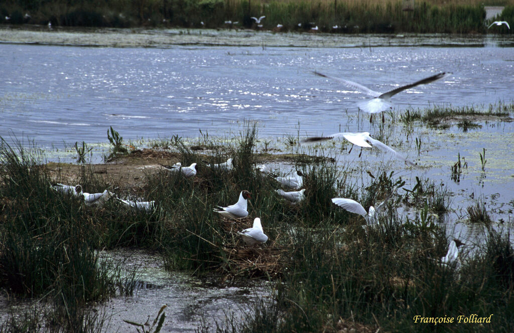 Black-headed Gulladult, Reproduction-nesting