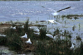 Black-headed Gull