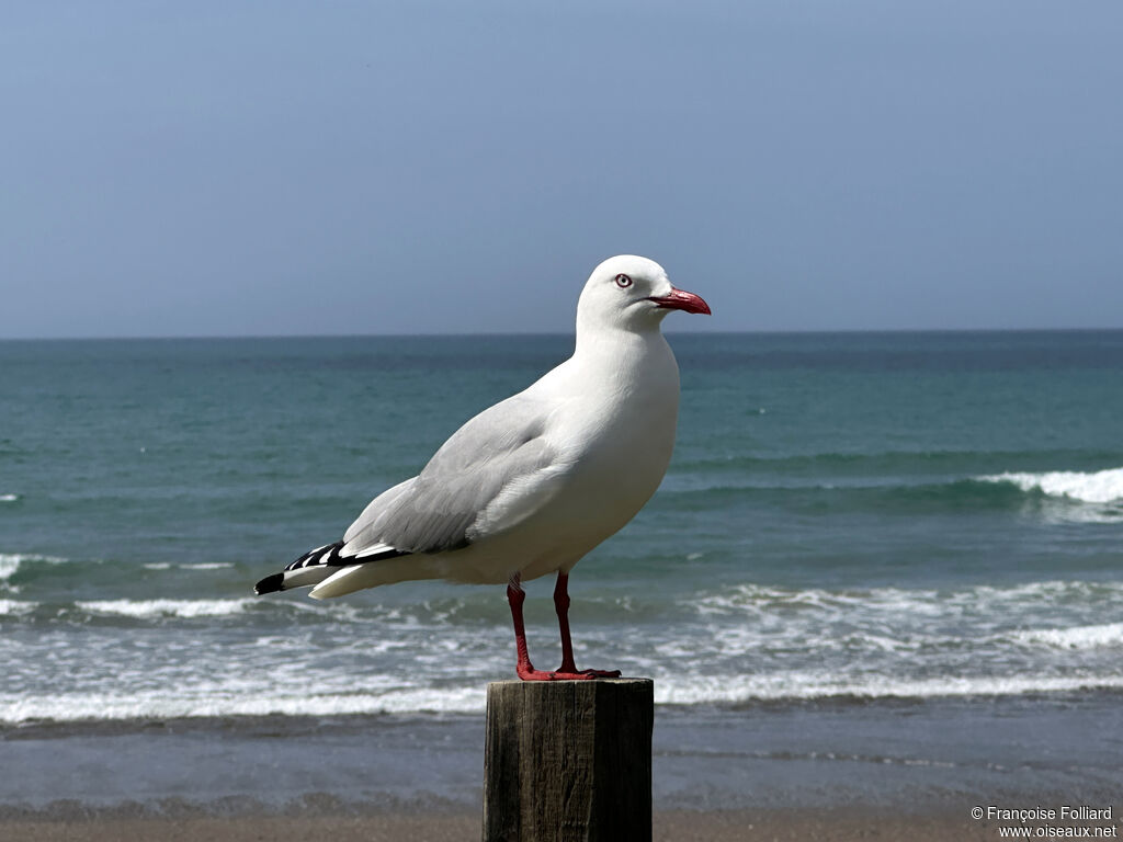 Mouette scopuline