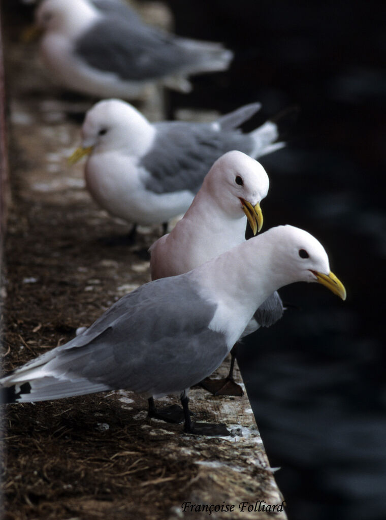 Mouette tridactyleadulte, identification