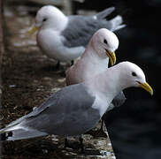 Black-legged Kittiwake