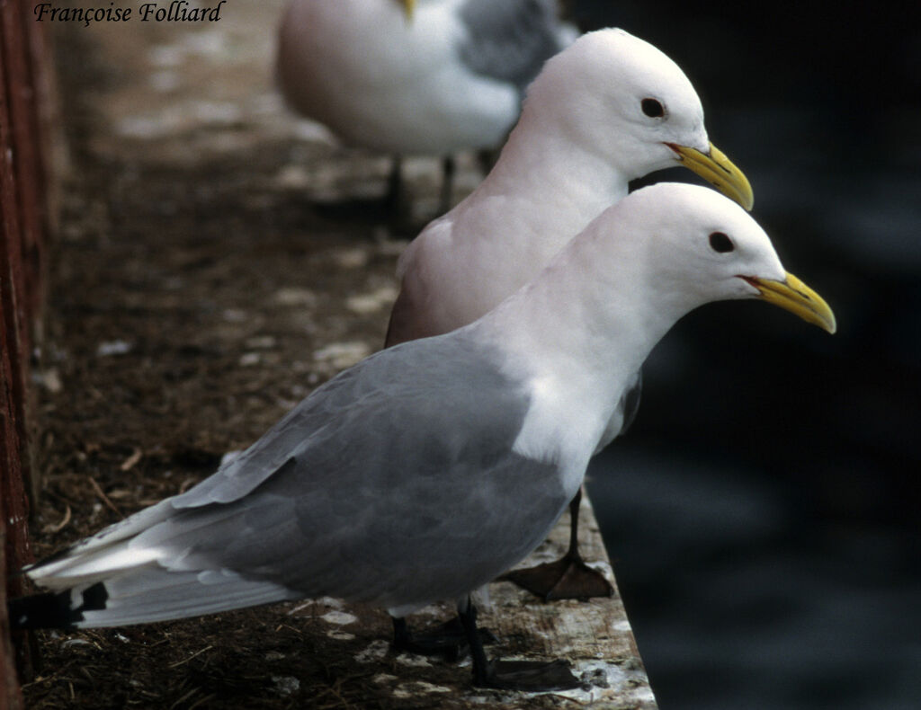 Black-legged Kittiwakeadult, identification