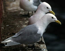 Black-legged Kittiwake