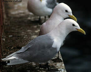 Mouette tridactyle